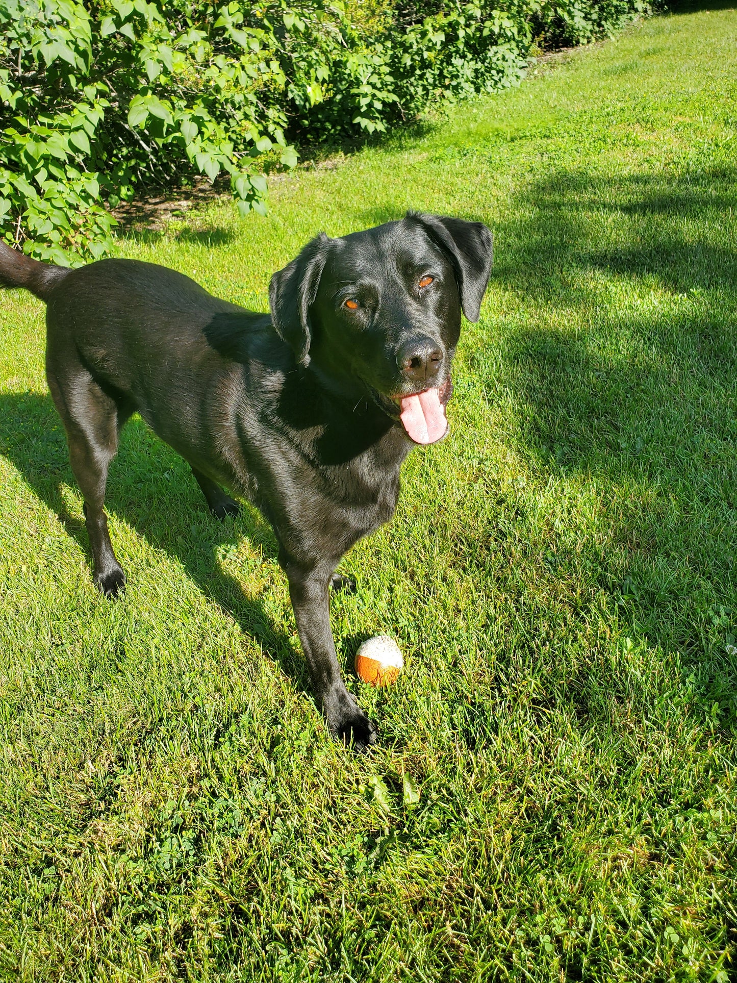 Animal Donation - NIXON Sticker