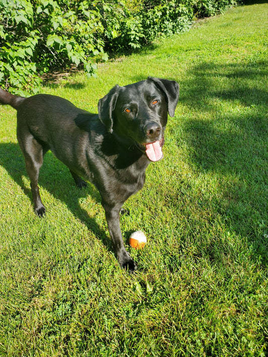 Animal Donation - NIXON Sticker